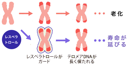レスベラトロールの長寿効果